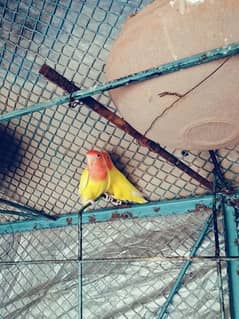 Common lutino breeder pair parrot/ طوطا & Pastelino breeder pair