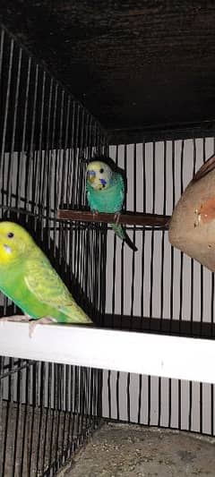 Budgies breeder pair Healthy and active 0