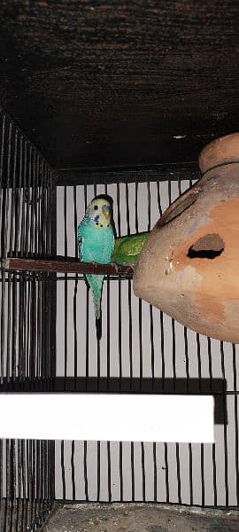 Budgies breeder pair Healthy and active 3
