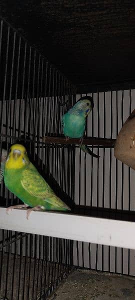 Budgies breeder pair Healthy and active 4