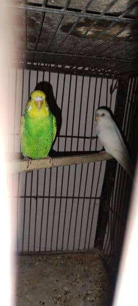 Budgies breeder pair Healthy and active 6