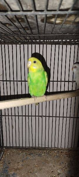 Budgies breeder pair Healthy and active 8