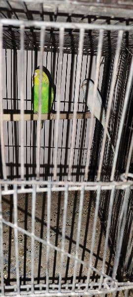 Budgies breeder pair Healthy and active 9