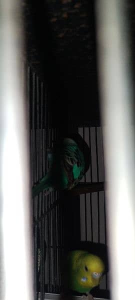 Budgies breeder pair Healthy and active 10