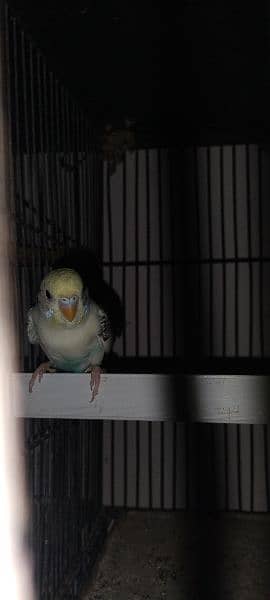 Budgies breeder pair Healthy and active 11