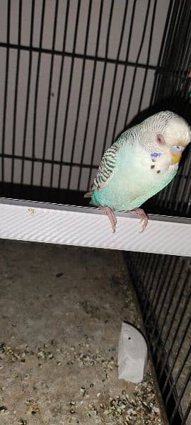 Budgies breeder pair Healthy and active 12