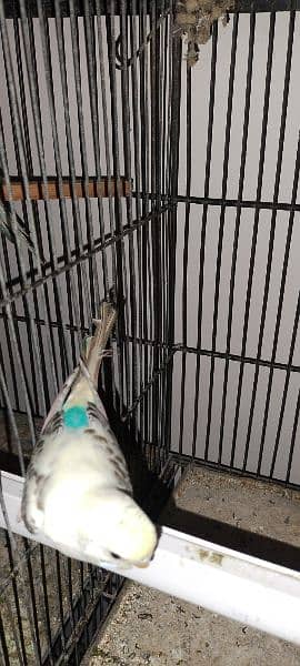 Budgies breeder pair Healthy and active 14