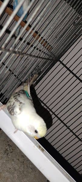Budgies breeder pair Healthy and active 15