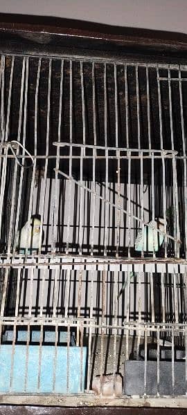Budgies breeder pair Healthy and active 18