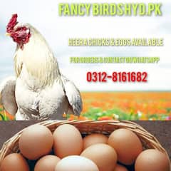 Heera & Mushka Fertile Eggs & Chicks Available