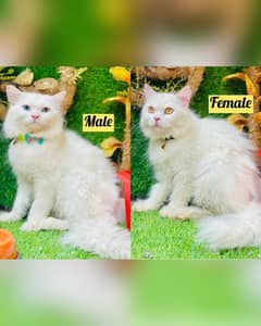 Persian cat for sale l white triple Long coated whtap 03235104062