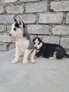 Husky puppies pair for sale age 45 days