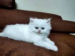 cat kitten persian