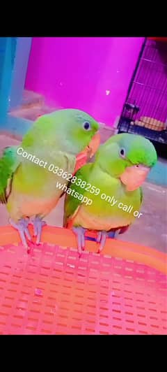 Alexandrine Pahari Raw Parrot Chicks Contact 03362838259