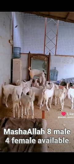 gulabi goat kids