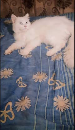 Persian kitten Blue eyes and long coat 6 month Ka kitten