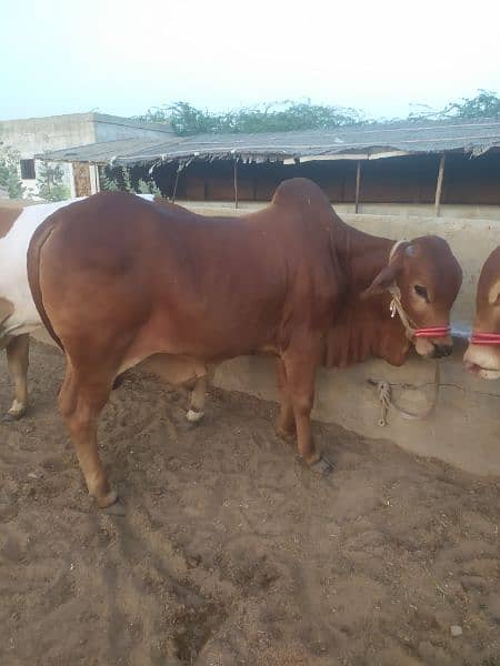 Qurbani Bulls and Cows 2