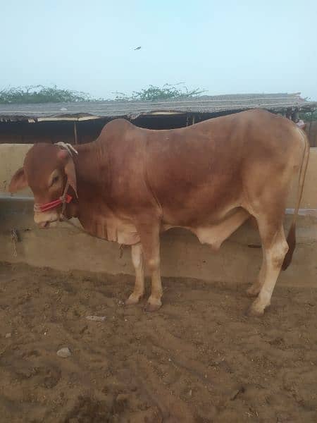 Qurbani Bulls and Cows 4