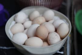 Australorp Fertile Eggs
