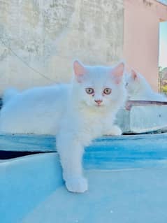 Pershian kittens Thriple coot white colour 2 male female
