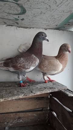 long distance breed. pigeon pair hai. first breed ki hai.