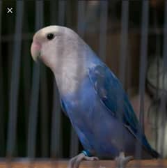 Cockatiel Male & Love Birds Males for Sale & Exchange with Females