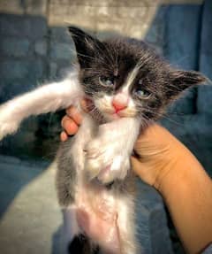 Domestic Shorthair Kitten/Cat for sale long coat, Maternal Vaccinated
