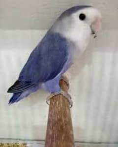 Love Bird and Cockatiel Male with DNA for sale and Exchange