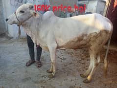 cow/janwer for sale only WhatsApp contact
