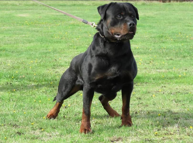 pedigree Rottweiler male cross/matting 0