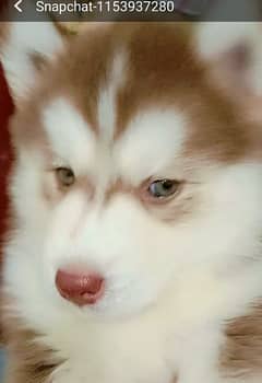 Husky female puppy Green eyes