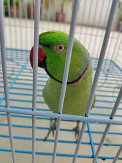Green Ringneck Parrot Male