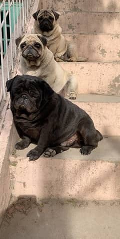 pug available for stud