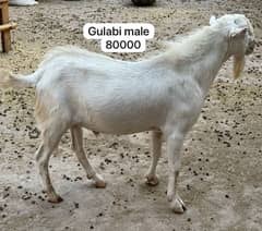 Gulabi barbari Goats