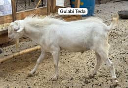 goat/bakra/bakri/barbari/patha/gulabi teda/qurbani ka janwar for sale
