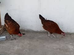 Dasi Hens for sale