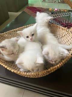 Persians Kittens for Sale
