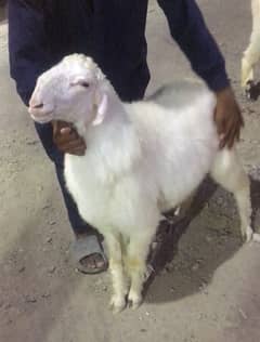 Dumba Sheep for sale Qurbani 2024