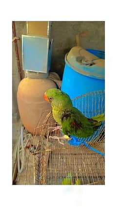 Beautiful raw parrot