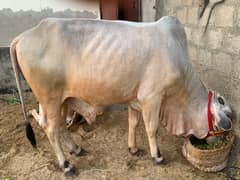 Qurbani Cow for Sale