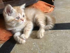 pure persian male and female kitten's  for sale each Kitten 3500