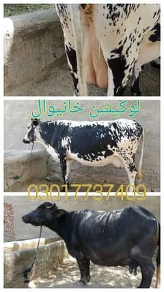cow. bufflo 03017737409