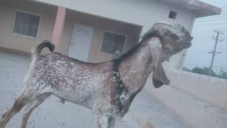 Beautiful Male goat for Qurbani. Eid UL Azha