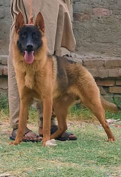 pevar bagiyadi Mel full security dog for sale all Pakistan delivery