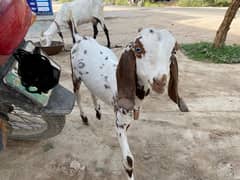 Three Goats (1+2) For Sale
