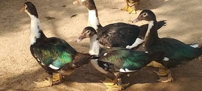 Muscuvy Ducks | Egg Laying ducks | Hen and Ducks | Murgi | Aseel  Duck