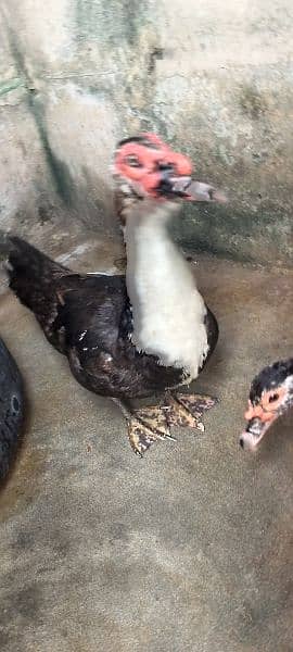 Muscuvy Ducks | Egg Laying ducks | Aseel Duck 4