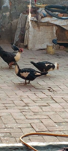 Muscuvy Ducks | Egg Laying ducks | Aseel Duck 5