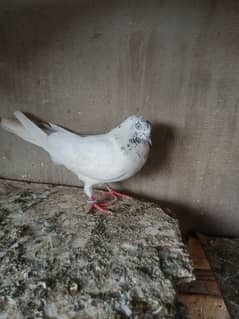 white eyes pigeon for sale