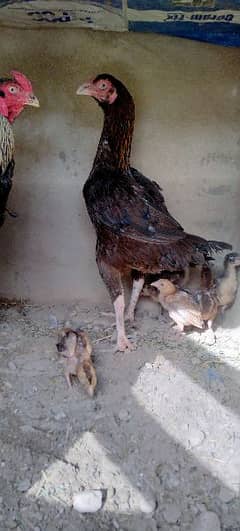 MashAllah 6 Aseel chicks For sale